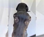Small Doberman Pinscher Mix