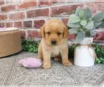 Small #2 Labrador Retriever