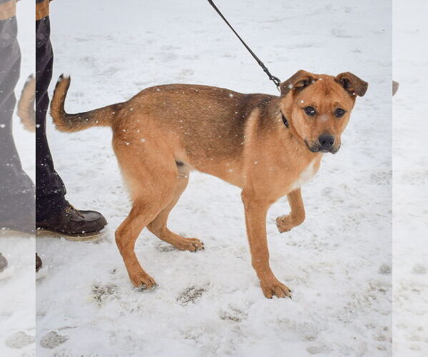 Medium Photo #8 Shepradors Puppy For Sale in Huntley, IL, USA