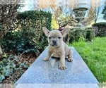 Small #139 French Bulldog