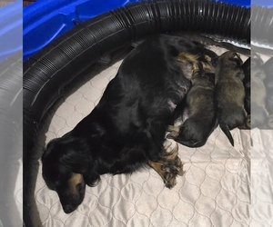 Mother of the Dachshund puppies born on 03/23/2026