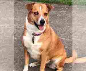 Boxador Dogs for adoption in MBORO, TN, USA