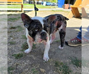 French Bulldog Dogs for adoption in Long Beach, CA, USA