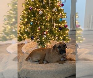 Boxer-Unknown Mix Dogs for adoption in Farmington, MN, USA