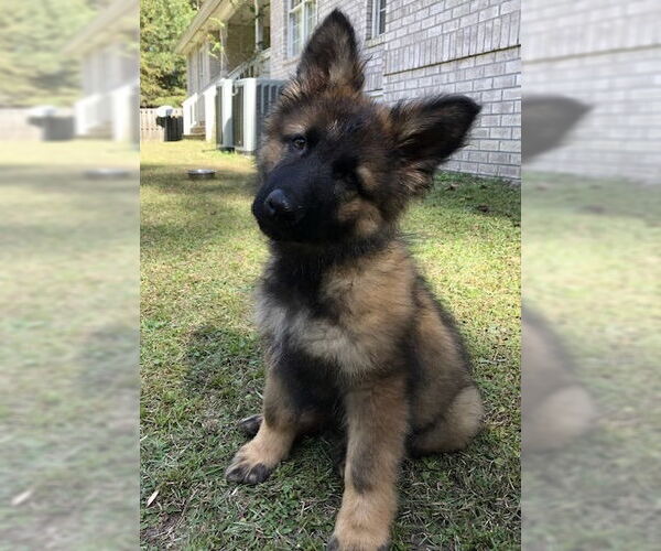 Medium Photo #1 German Shepherd Dog Puppy For Sale in Rocky Point, NC, USA