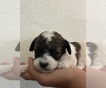 Small #2 Bernedoodle (Miniature)