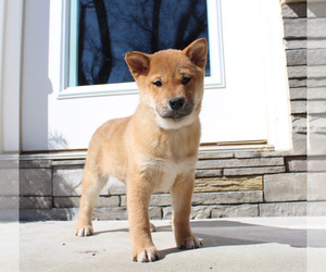 Shiba Inu Puppy for sale in CANTON, SD, USA