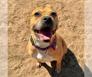 American Staffordshire Terrier Dogs for adoption in Aurora, CO, USA