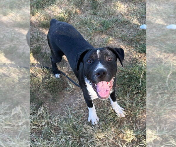 Medium Photo #2 Mutt Puppy For Sale in Evansville, IN, USA