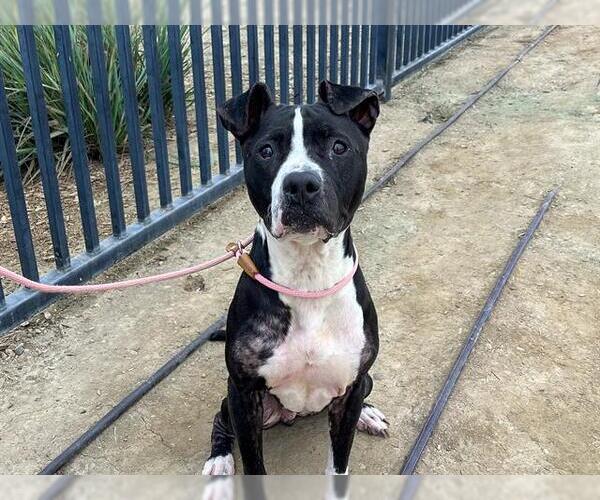 Medium Photo #1 Mutt Puppy For Sale in Orange, CA, USA