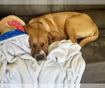 Small #19 Coonhound-Labrador Retriever Mix