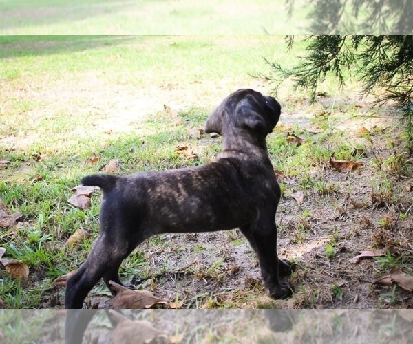 Medium Photo #3 Cane Corso Puppy For Sale in ABERDEEN, MS, USA