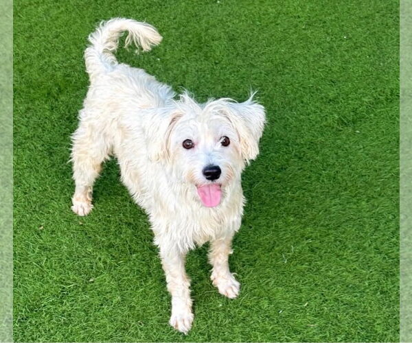 Medium Photo #3 Mutt Puppy For Sale in Phoenix, AZ, USA