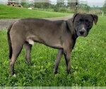 Small #4 Bullmastiff Mix