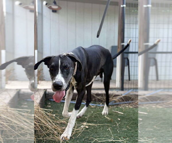 Medium Photo #1 Great Dane Puppy For Sale in Bullard, TX, USA