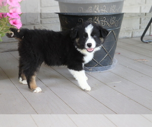 Australian Shepherd Puppy for sale in SHILOH, OH, USA