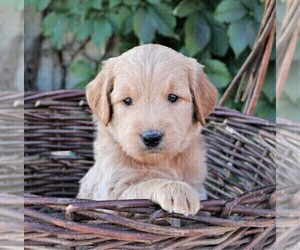 Medium Goldendoodle (Miniature)