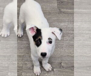 Border Collie-Unknown Mix Dogs for adoption in Cliffwood, NJ, USA