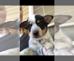 Small Photo #1 Australian Cattle Dog Puppy For Sale in CARROLLTON, MS, USA