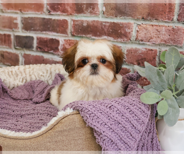 Medium Photo #1 Shih Tzu Puppy For Sale in SYRACUSE, IN, USA