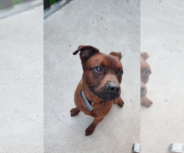 Medium Photo #1 American Pit Bull Terrier-Unknown Mix Puppy For Sale in Aurora, CO, USA