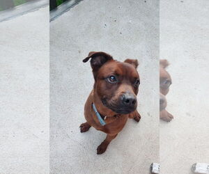 American Pit Bull Terrier-Unknown Mix Dogs for adoption in Aurora, CO, USA