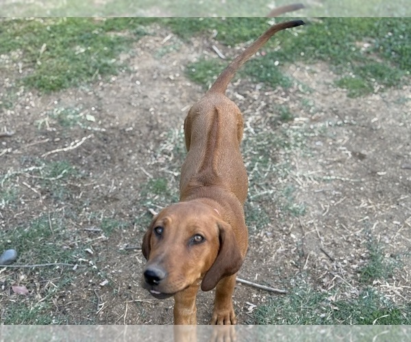 Medium Photo #14 Labrador Retriever-Rhodesian Ridgeback Mix Puppy For Sale in FRESNO, CA, USA