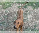 Small #13 Labrador Retriever-Rhodesian Ridgeback Mix