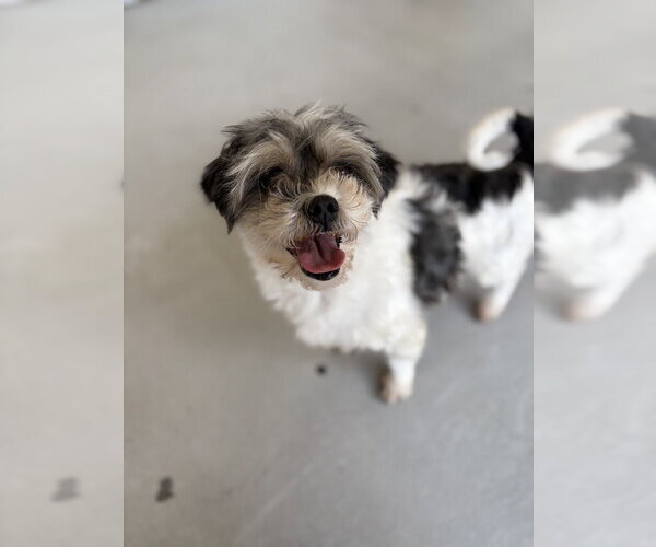 Medium Photo #1 Shih Tzu-Unknown Mix Puppy For Sale in Studio City, CA, USA