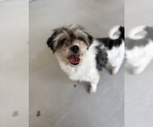Shih Tzu-Unknown Mix Dogs for adoption in Studio City, CA, USA