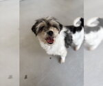 Small Shih Tzu Mix
