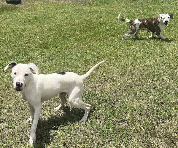 Medium Photo #3 Pointer-Unknown Mix Puppy For Sale in Houston, TX, USA