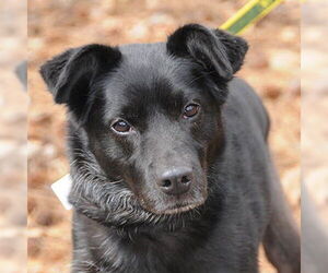 Nyla - Female Colonial Cocker Spaniel-Unknown Mix Dog for Adoption - Photo #3