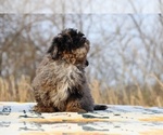 Small #46 ShihPoo