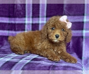 Poodle (Miniature) Puppy for sale in LAKELAND, FL, USA