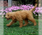 Small Photo #3 Goldendoodle Puppy For Sale in AIRVILLE, PA, USA