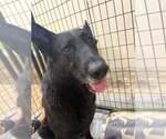 Small Photo #2 Mutt Puppy For Sale in Calgary, Alberta, Canada