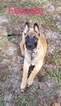 Small Photo #2 Belgian Malinois Puppy For Sale in NORTH PORT, FL, USA