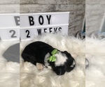 Small Photo #31 Sheepadoodle Puppy For Sale in NIXA, MO, USA