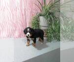 Small Photo #4 Bernedoodle (Miniature) Puppy For Sale in MILLERSBURG, OH, USA