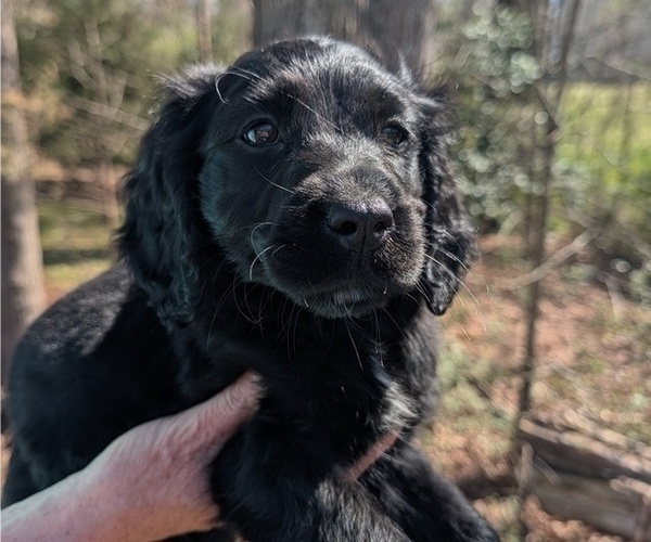 Medium Photo #9 Boykin Spaniel-Goldendoodle Mix Puppy For Sale in MORGANTON, NC, USA