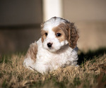 Puppy 4 Cavachon-Poodle (Miniature) Mix