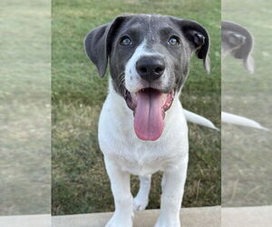 Pointer-Unknown Mix Dogs for adoption in Boston, MA, USA