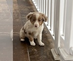 Small #5 Australian Shepherd