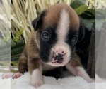 Small #1 Boxer