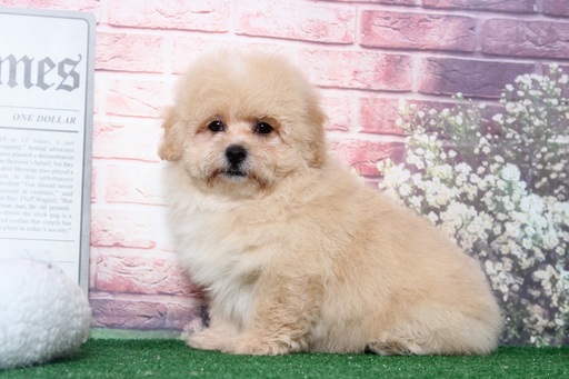 Medium Photo #4 Lhasa-Poo Puppy For Sale in BEL AIR, MD, USA