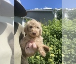 Puppy Puppy 2 Labradoodle