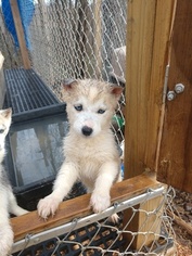 Siberian Husky Puppy for sale in ARARAT, VA, USA