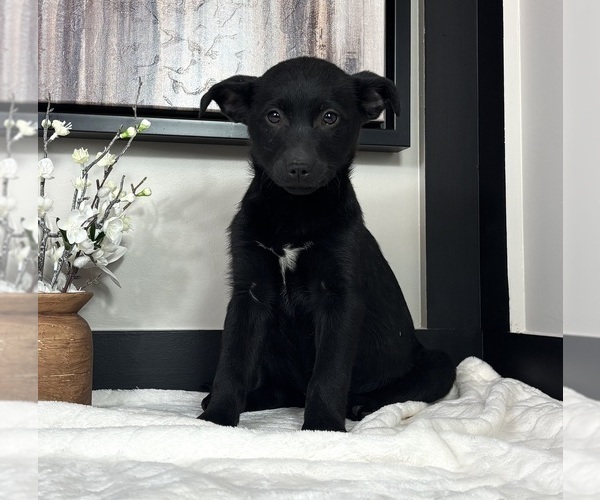 Medium Photo #3 Border Collie Puppy For Sale in FRANKLIN, IN, USA