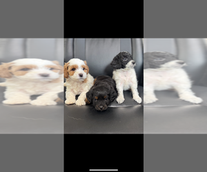 Cavapoo Litter for sale in SIX MILE, SC, USA